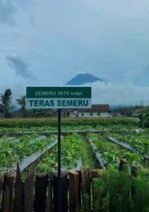 Wisata Teras semeru