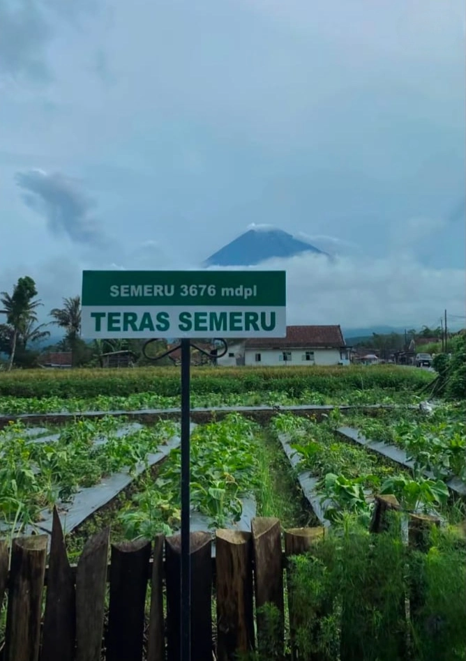Wisata Teras semeru
